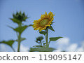 Blue sky and sunflower 119095147