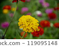 Zinnias blooming at Miyako Park, Lake Yamanaka, Yamanashi Prefecture 119095148