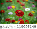 Zinnias blooming at Miyako Park, Lake Yamanaka, Yamanashi Prefecture 119095149