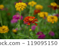 Zinnias blooming at Miyako Park, Lake Yamanaka, Yamanashi Prefecture 119095150