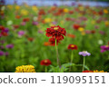 Zinnias blooming at Miyako Park, Lake Yamanaka, Yamanashi Prefecture 119095151