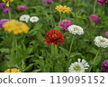 Zinnias blooming at Miyako Park, Lake Yamanaka, Yamanashi Prefecture 119095152