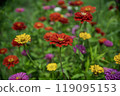 Zinnias blooming at Miyako Park, Lake Yamanaka, Yamanashi Prefecture 119095153