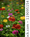 Zinnias blooming at Miyako Park, Lake Yamanaka, Yamanashi Prefecture 119095154