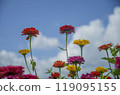 Zinnias blooming at Miyako Park, Lake Yamanaka, Yamanashi Prefecture 119095155