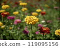 Zinnias blooming at Miyako Park, Lake Yamanaka, Yamanashi Prefecture 119095156