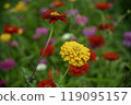 Zinnias blooming at Miyako Park, Lake Yamanaka, Yamanashi Prefecture 119095157