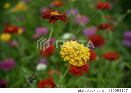 Zinnias blooming at Miyako Park, Lake Yamanaka, Yamanashi Prefecture Zinnias blooming at Miyako Park, Lake Yamanaka, Yamanashi Prefecture 119095157