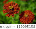 Zinnias blooming at Miyako Park, Lake Yamanaka, Yamanashi Prefecture 119095158