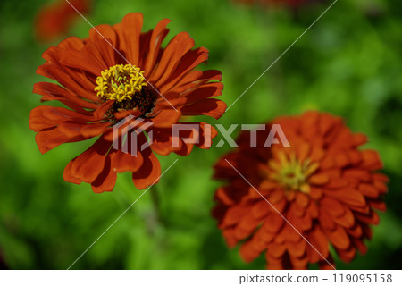 山梨縣山中湖宮古公園盛開的百日菊 119095158