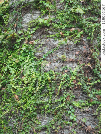 常春藤在牆上爬行 119095167