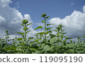 Sunflower before it blooms 119095190