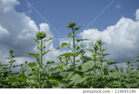 Sunflower before it blooms Sunflower before it blooms 119095190