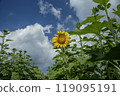 Sunflower and blue sky 119095191