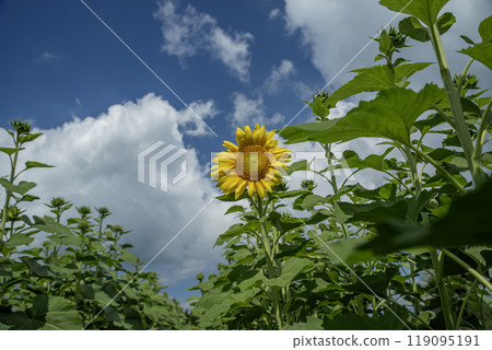 Sunflower and blue sky Sunflower and blue sky 119095191