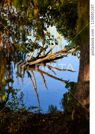 Serene Riverbank Scene with Lush Greenery 119095197