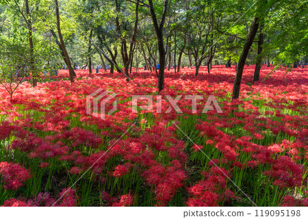 Saitama Prefecture: A carpet of red spider lilies at Kinchakuda Manjushage Park 119095198