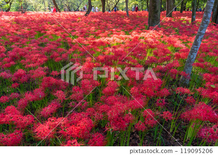 Saitama Prefecture: A carpet of red spider lilies at Kinchakuda Manjushage Park Saitama Prefecture: A carpet of red spider lilies at Kinchakuda Manjushage Park 119095206