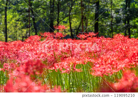 [埼玉縣] 紅蜘蛛百合地毯/金澤田文殊沙卡公園 119095210