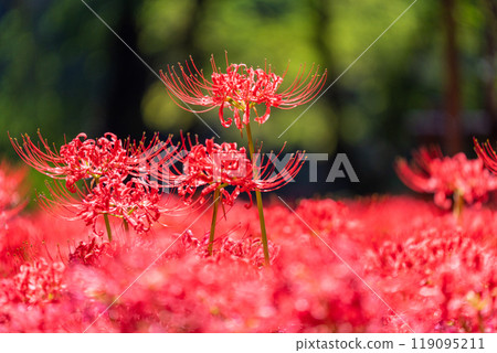 [埼玉縣] 紅蜘蛛百合地毯/金澤田文殊沙卡公園 119095211
