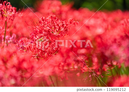 [埼玉縣] 紅蜘蛛百合地毯/金澤田文殊沙卡公園 119095212