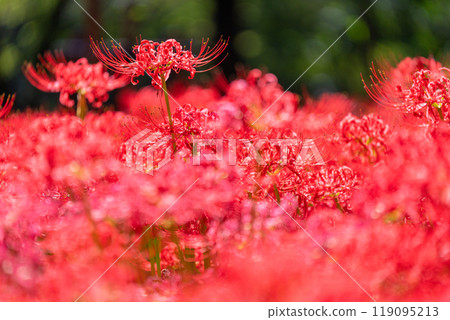 [埼玉縣] 紅蜘蛛百合地毯/金澤田文殊沙卡公園 119095213