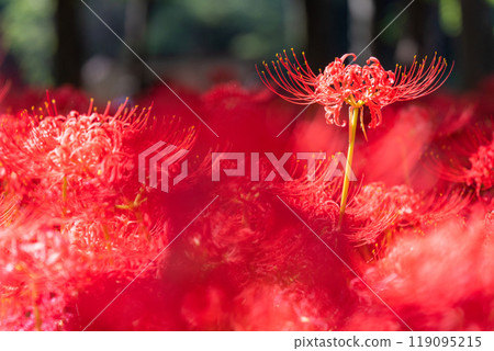 Saitama Prefecture: A carpet of red spider lilies at Kinchakuda Manjushage Park 119095215
