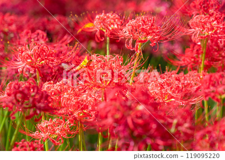 [埼玉縣] 紅蜘蛛百合地毯/金澤田文殊沙卡公園 119095220