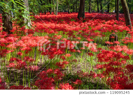 Saitama Prefecture: A carpet of red spider lilies at Kinchakuda Manjushage Park Saitama Prefecture: A carpet of red spider lilies at Kinchakuda Manjushage Park 119095245