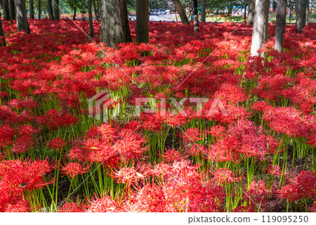 [埼玉縣] 紅蜘蛛百合地毯/金澤田文殊沙卡公園 119095250