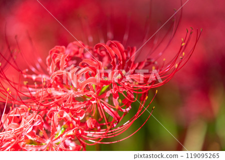 [埼玉縣] 紅蜘蛛百合地毯/金澤田文殊沙卡公園 119095265