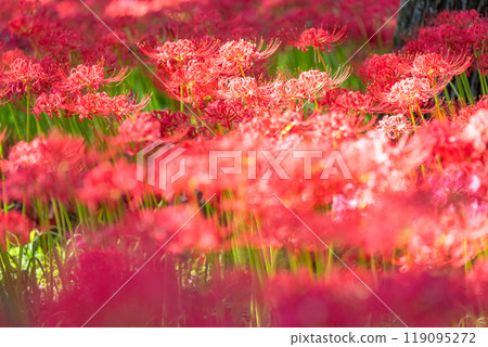 Saitama Prefecture: A carpet of red spider lilies at Kinchakuda Manjushage Park 119095272