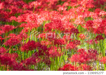 [埼玉縣] 紅蜘蛛百合地毯/金澤田文殊沙卡公園 119095277