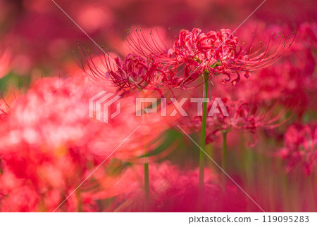 Saitama Prefecture: A carpet of red spider lilies at Kinchakuda Manjushage Park 119095283