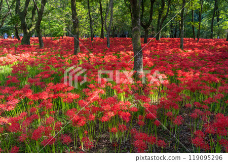 Saitama Prefecture: A carpet of red spider lilies at Kinchakuda Manjushage Park 119095296