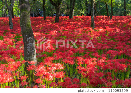 [埼玉縣] 紅蜘蛛百合地毯/金澤田文殊沙卡公園 119095299