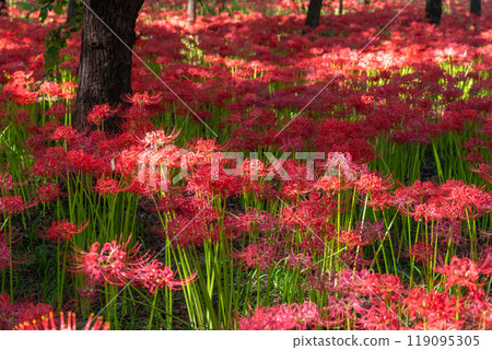 Saitama Prefecture: A carpet of red spider lilies at Kinchakuda Manjushage Park 119095305
