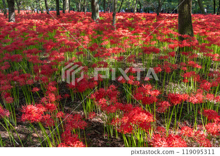 Saitama Prefecture: A carpet of red spider lilies at Kinchakuda Manjushage Park Saitama Prefecture: A carpet of red spider lilies at Kinchakuda Manjushage Park 119095311