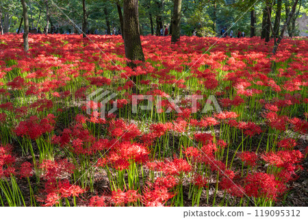 [埼玉縣] 紅蜘蛛百合地毯/金澤田文殊沙卡公園 119095312