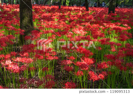 [埼玉縣] 紅蜘蛛百合地毯/金澤田文殊沙卡公園 119095313