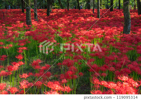[埼玉縣] 紅蜘蛛百合地毯/金澤田文殊沙卡公園 119095314