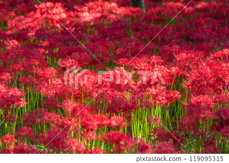 Saitama Prefecture: A carpet of red spider lilies at Kinchakuda Manjushage Park 119095315