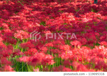Saitama Prefecture: A carpet of red spider lilies at Kinchakuda Manjushage Park 119095316
