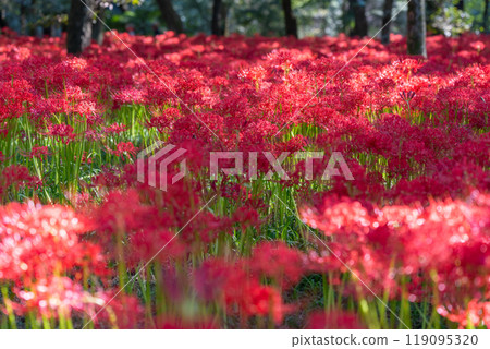 [埼玉縣] 紅蜘蛛百合地毯/金澤田文殊沙卡公園 119095320