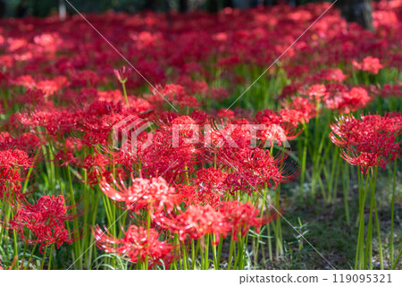Saitama Prefecture: A carpet of red spider lilies at Kinchakuda Manjushage Park 119095321