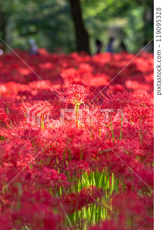 Saitama Prefecture: A carpet of red spider lilies at Kinchakuda Manjushage Park Saitama Prefecture: A carpet of red spider lilies at Kinchakuda Manjushage Park 119095328