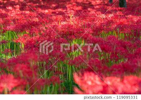 [埼玉縣] 紅蜘蛛百合地毯/金澤田文殊沙卡公園 119095331