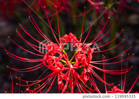 Saitama Prefecture: A carpet of red spider lilies at Kinchakuda Manjushage Park 119095335