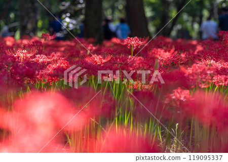 Saitama Prefecture: A carpet of red spider lilies at Kinchakuda Manjushage Park 119095337