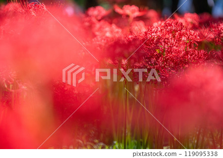 [埼玉縣] 紅蜘蛛百合地毯/金澤田文殊沙卡公園 119095338